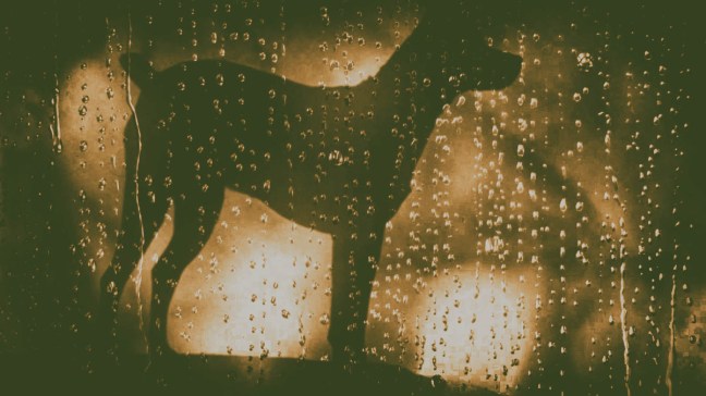 muz04_heart-of-a-dog_12001